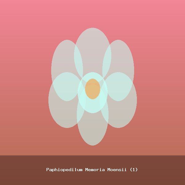 Paphiopedilum Memoria Moensii (1)