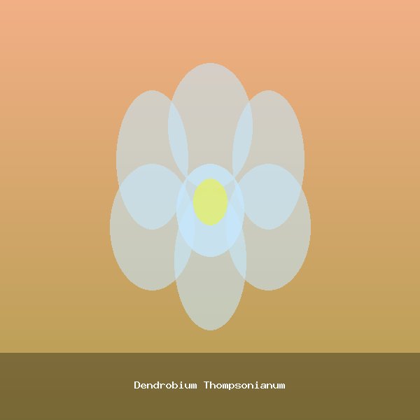 Dendrobium Thompsonianum