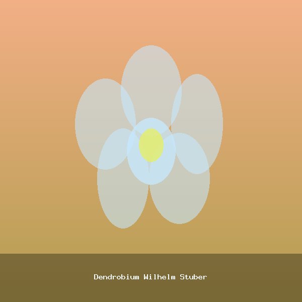 Dendrobium Wilhelm Stuber