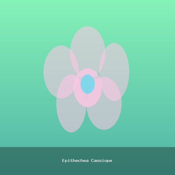 Epithechea Cassiope