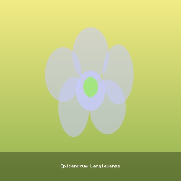 Epidendrum Langleyense