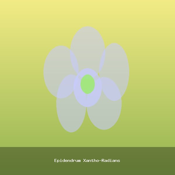 Epidendrum Xantho-Radians