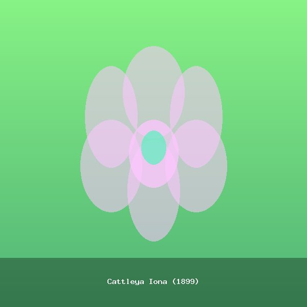 Cattleya Iona (1899)