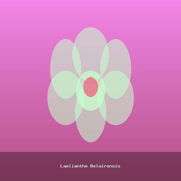 Laelianthe Belairensis