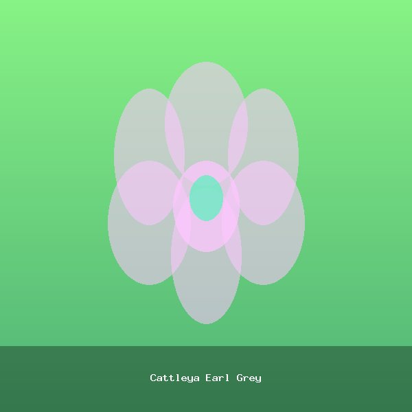 Cattleya Earl Grey
