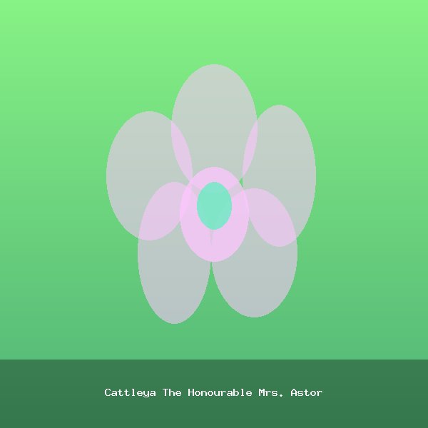 Cattleya The Honourable Mrs. Astor