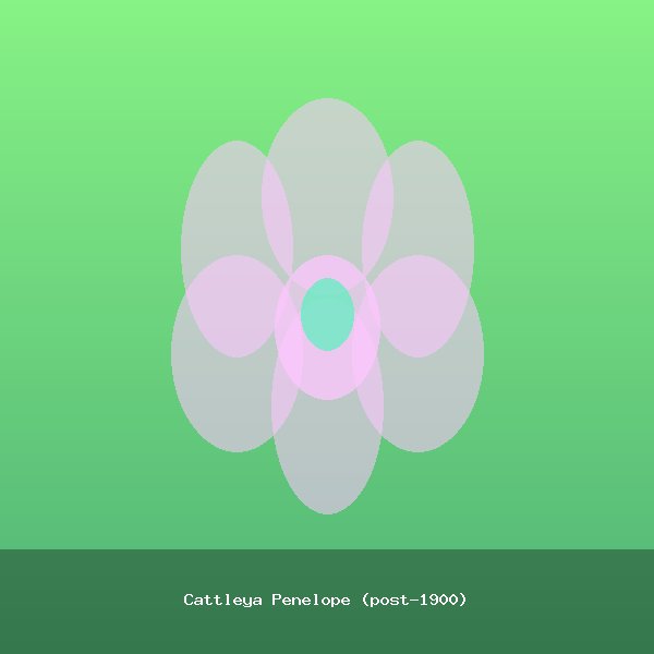 Cattleya Penelope (post-1900)