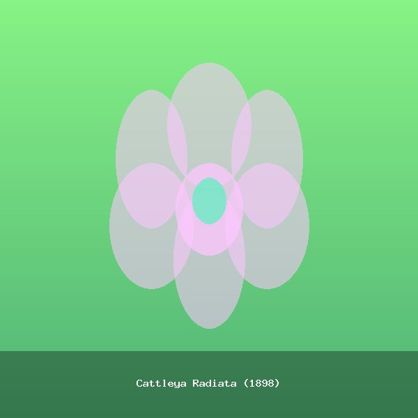 Cattleya Radiata (1898)