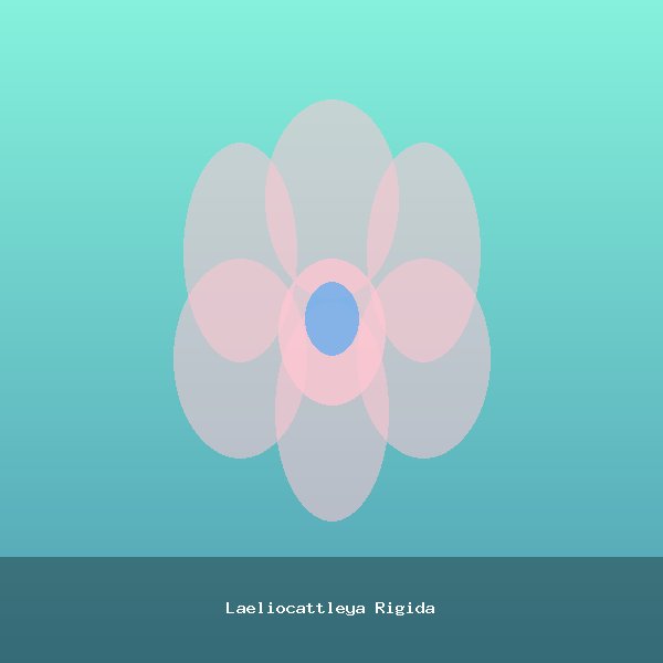 Laeliocattleya Rigida