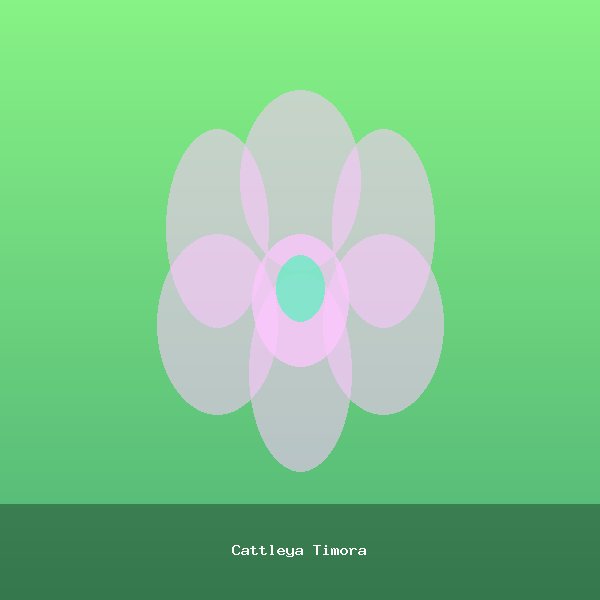 Cattleya Timora