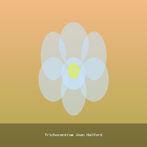 Trichocentrum Joan Halford
