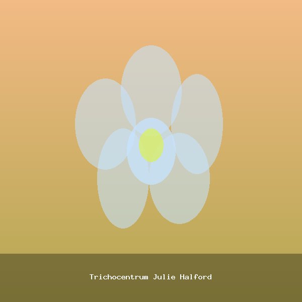 Trichocentrum Julie Halford