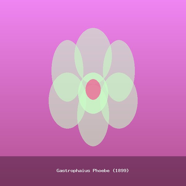 Gastrophaius Phoebe (1899)