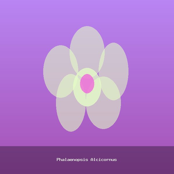 Phalaenopsis Alcicornus
