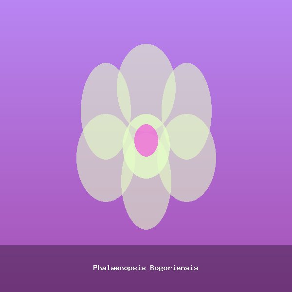 Phalaenopsis Bogoriensis