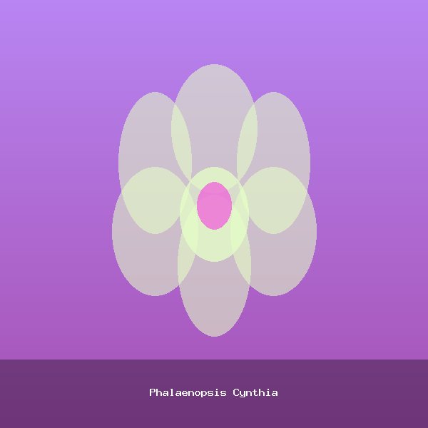 Phalaenopsis Cynthia