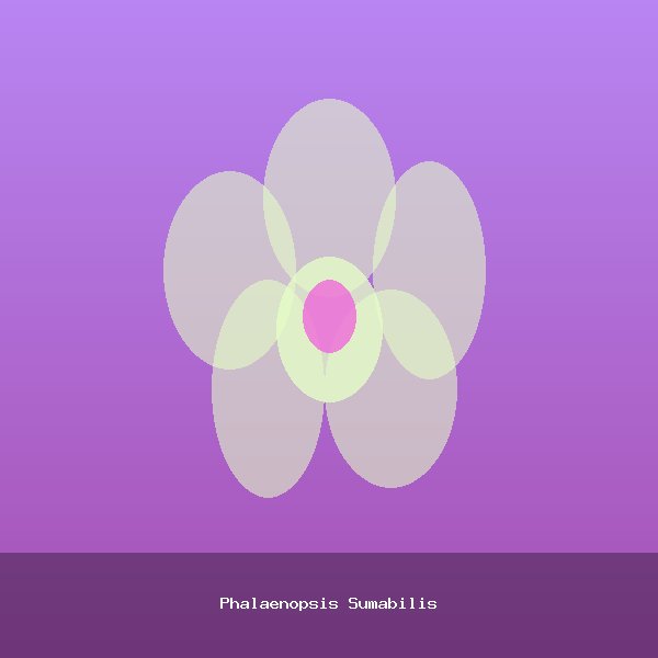 Phalaenopsis Sumabilis