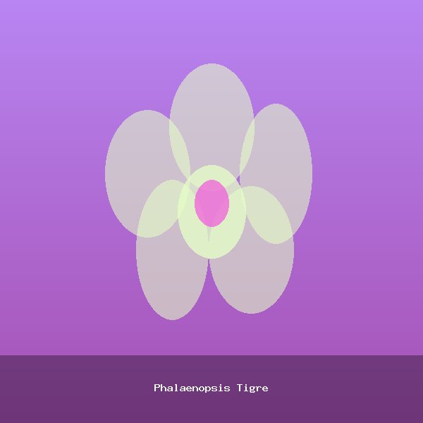 Phalaenopsis Tigre