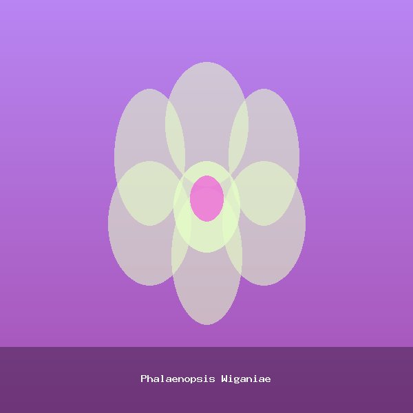 Phalaenopsis Wiganiae