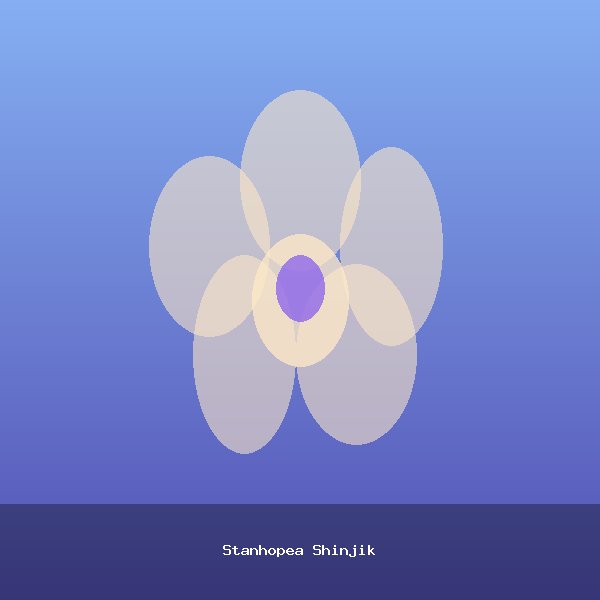 Stanhopea Shinjik