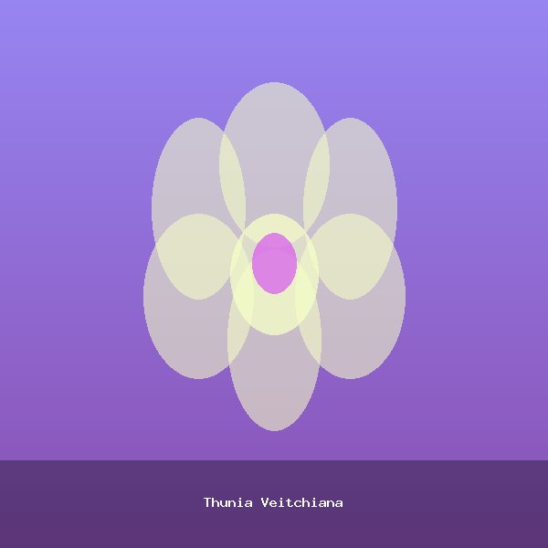 Thunia Veitchiana