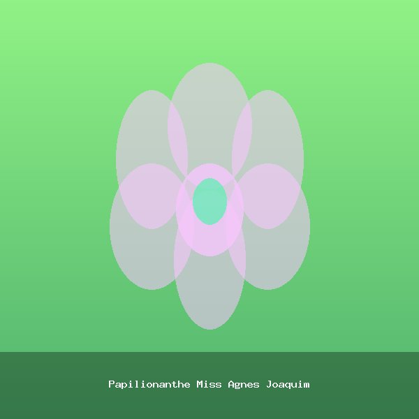 Papilionanthe Miss Agnes Joaquim