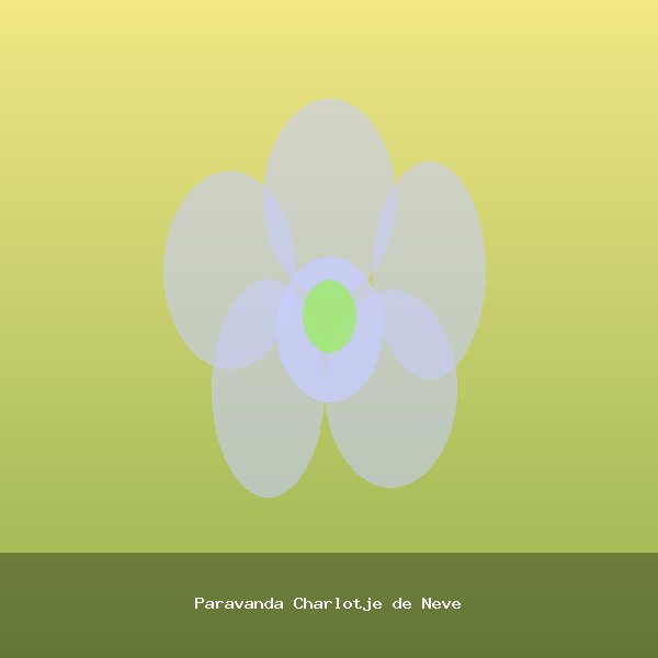 Paravanda Charlotje de Neve