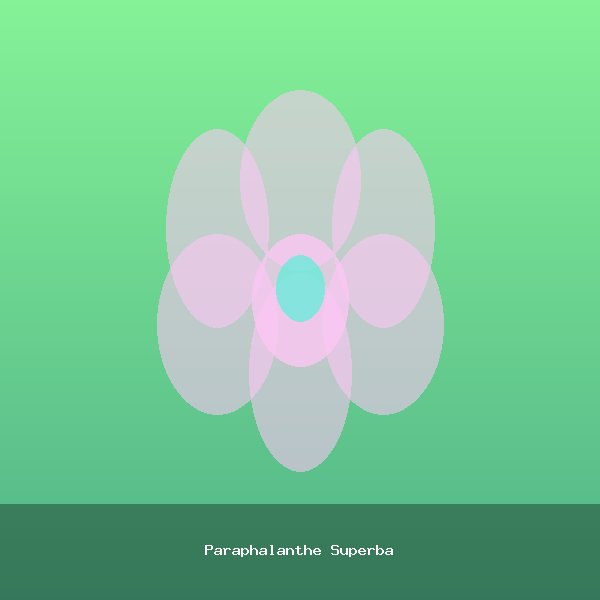 Paraphalanthe Superba