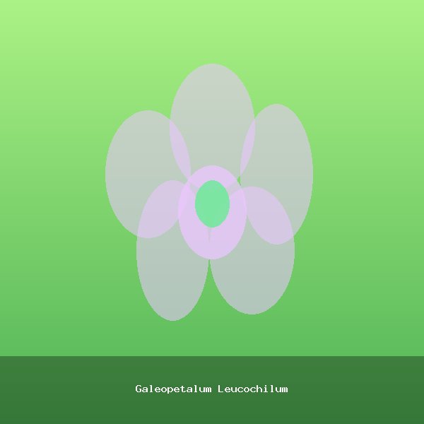 Galeopetalum Leucochilum