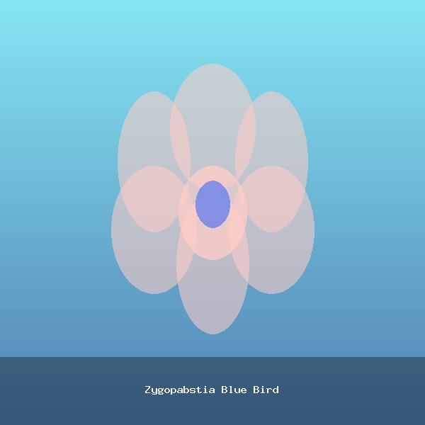 Zygopabstia Blue Bird