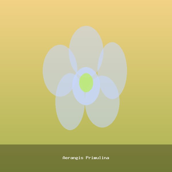 Aerangis Primulina