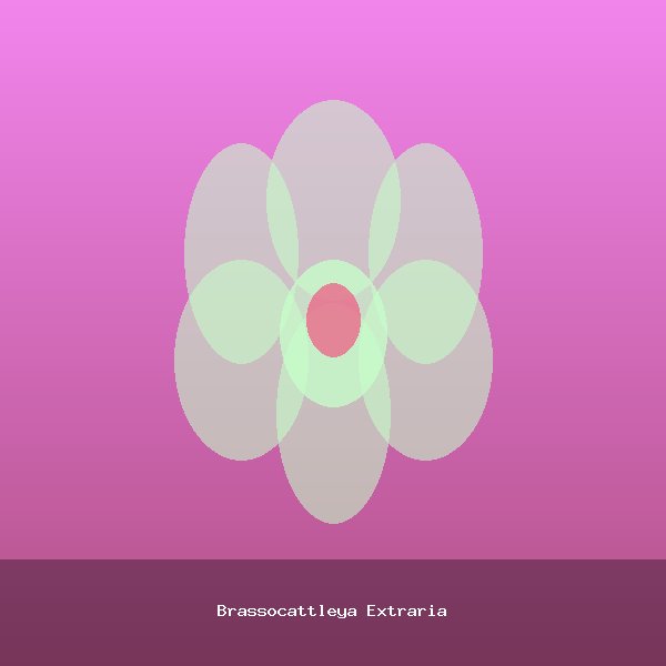 Brassocattleya Extraria