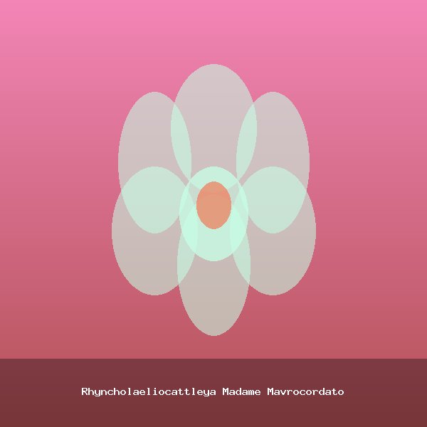 Rhyncholaeliocattleya Madame Mavrocordato