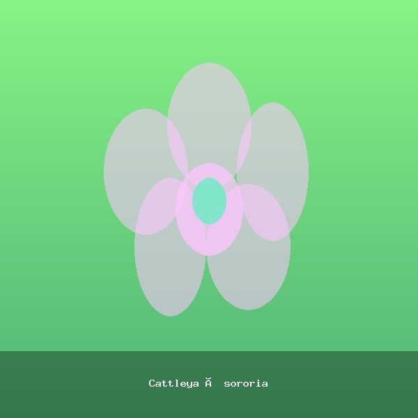 Cattleya × sororia