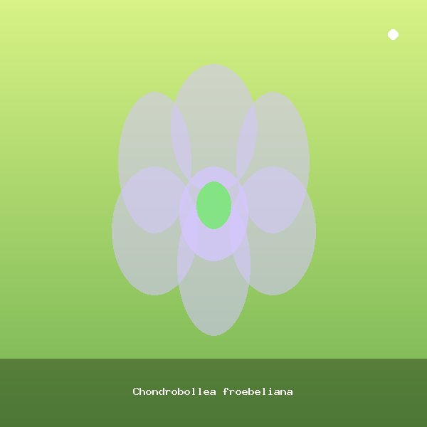 Chondrobollea froebeliana