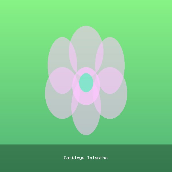 Cattleya Iolanthe