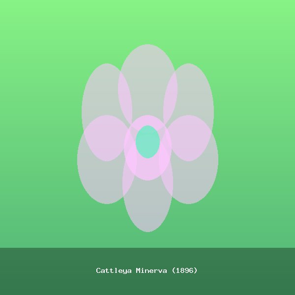 Cattleya Minerva (1896)