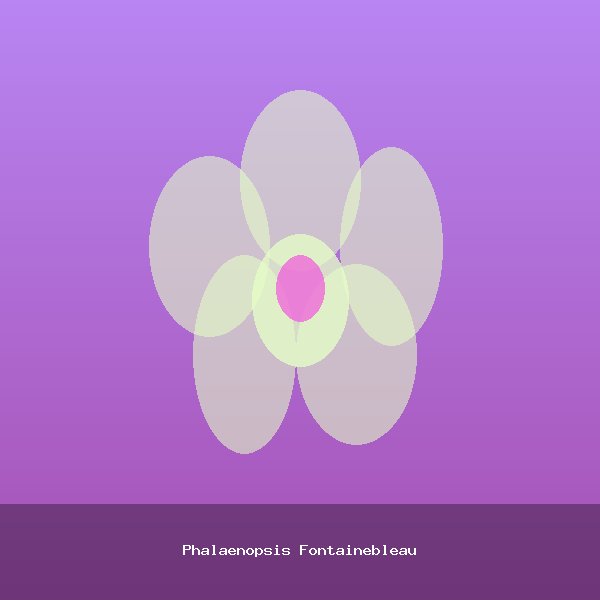 Phalaenopsis Fontainebleau