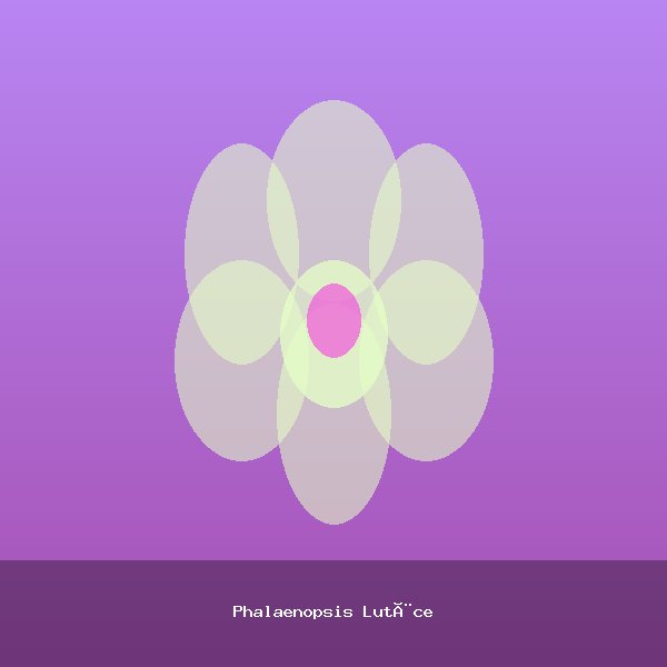 Phalaenopsis Lutèce