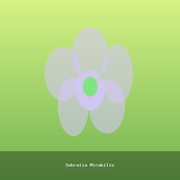 Sobralia Mirabilis
