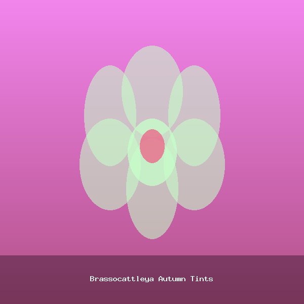 Brassocattleya Autumn Tints
