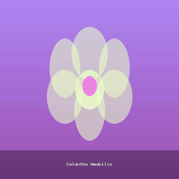 Calanthe Amabilis