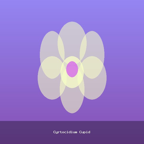 Cyrtocidium Cupid