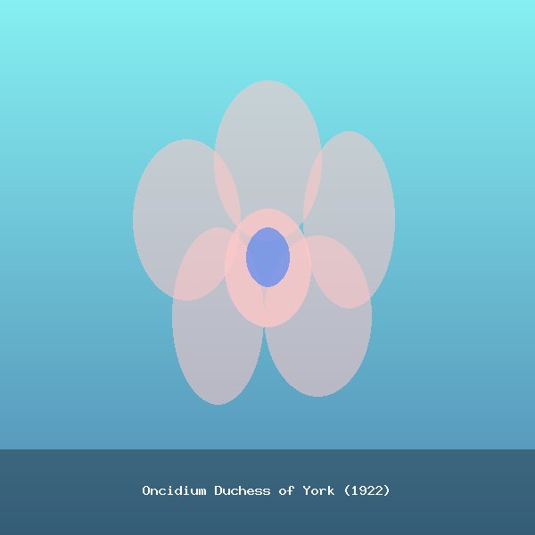 Oncidium Duchess of York (1922)