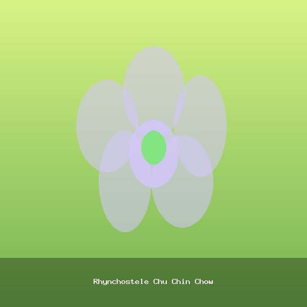 Rhynchostele Chu Chin Chow