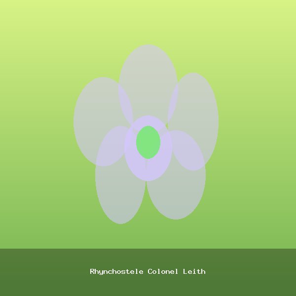 Rhynchostele Colonel Leith