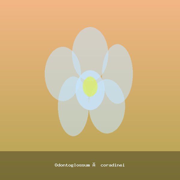 Odontoglossum × coradinei