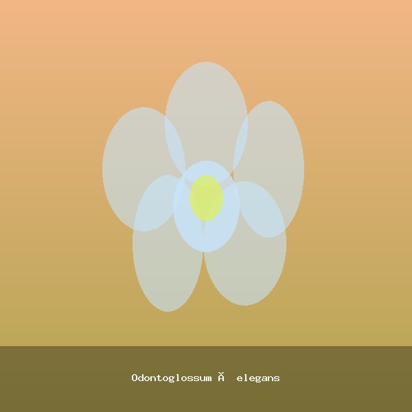 Odontoglossum × elegans