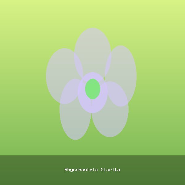 Rhynchostele Glorita