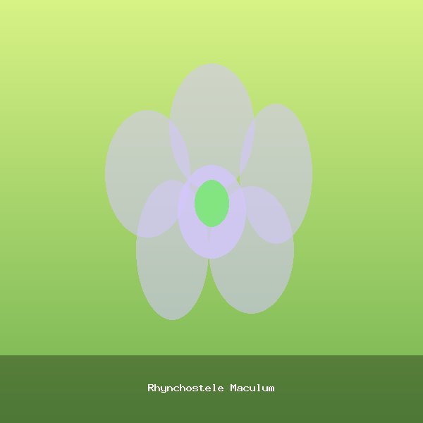 Rhynchostele Maculum